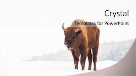  Presentation with bison - PPT layouts with bucking bull - european bison bison bonasus background and a white colored foreground