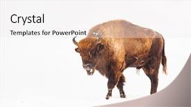  Presentation with bison - PPT theme with bucking bull - european bison bison bonasus background and a white colored foreground