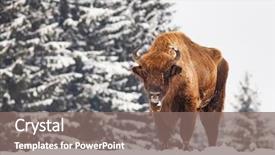  Presentation with bison - Slide deck having bucking bull - european bison bison bonasus background and a gray colored foreground