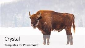  Presentation with bison - Audience pleasing PPT layouts consisting of bucking bull - european bison bison bonasus backdrop and a white colored foreground
