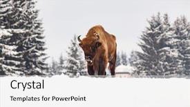  Presentation with bison - Slides having bucking bull - european bison bison bonasus background and a white colored foreground