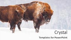  Presentation with bison - Cool new slides with bucking bull - european bison bison bonasus backdrop and a white colored foreground