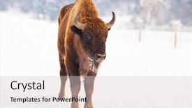 Presentation with bison - Theme enhanced with bucking bull - european bison bison bonasus background and a lemonade colored foreground