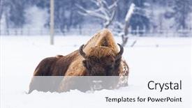  Presentation with bison - Colorful presentation enhanced with bucking bull - european bison bison bonasus backdrop and a sky blue colored foreground