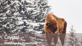  Presentation with bison - Presentation featuring bucking bull - european bison bison bonasus background and a gray colored foreground