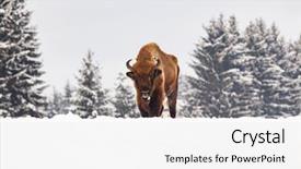  Presentation with bison - Cool new slide deck with bucking bull - european bison bison bonasus backdrop and a white colored foreground