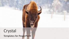  Presentation with bison - PPT theme having bucking bull - european bison bison bonasus background and a light gray colored foreground
