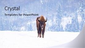  Presentation with bison - Cool new PPT theme with bucking bull - european bison bison bonasus backdrop and a light blue colored foreground