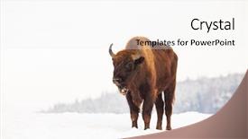  Presentation with bison - Slide set enhanced with bucking bull - european bison bison bonasus background and a white colored foreground