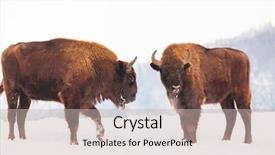  Presentation with bison - Amazing presentation design having bucking bull - european bison bison bonasus backdrop and a soft green colored foreground