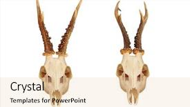  Presentation with deer hunting - Cool new PPT layouts with bucking bull - european roe deer capreolus capreolus backdrop and a lemonade colored foreground