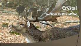  Presentation with forrest - Colorful PPT theme enhanced with bucking bull - fallow deers in the forrest backdrop and a gray colored foreground