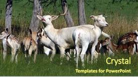  Presentation with deer - Theme enhanced with bucking bull - family of fallow deer are background and a tawny brown colored foreground