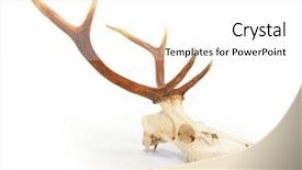  Presentation with antlers - Colorful slide set enhanced with bucking bull - red deer cervus elaphus skull backdrop and a white colored foreground