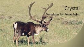  Presentation with history of usa - Amazing PPT theme having bucking bull - usa alaska caribou standing backdrop and a coral colored foreground