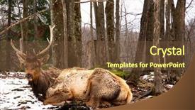  Presentation with snow - Cool new presentation design with bucking bull - wapiti resting on the melting backdrop and a  colored foreground