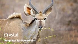  Presentation with kruger - Presentation having bucking bull - young male kudu grazing background and a coral colored foreground