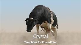  Presentation with isolation - Presentation theme featuring bucking bull partial isolation background and a coral colored foreground