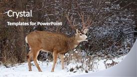  Presentation with antlers - Audience pleasing slides consisting of bucks - beautiful buck with large antlers backdrop and a dark gray colored foreground