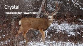  Presentation with antlers - Beautiful presentation theme featuring bucks - beautiful buck with large antlers backdrop and a dark gray colored foreground