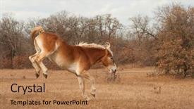  Presentation with horse - Presentation theme having bucks - belgian draft horse bucking while background and a coral colored foreground