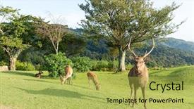  Presentation with buck - Colorful presentation design enhanced with bucks - buck deer at mount wakakusa backdrop and a yellow colored foreground