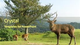  Presentation with buck - Slide deck enhanced with bucks - buck deer standing on mountain background and a tawny brown colored foreground