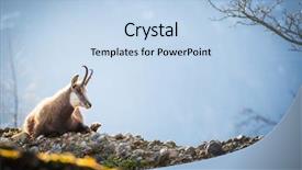  Presentation with biking in mountains - PPT layouts featuring bucks - chamois rupicapra rupicapra in mountains background and a light blue colored foreground