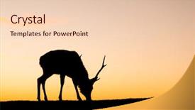  Presentation with buck - Theme with bucks - deer buck in mountain background and a lemonade colored foreground