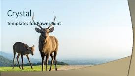  Presentation with buck - Colorful slide deck enhanced with bucks - deer buck in mountain backdrop and a sky blue colored foreground