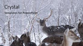  Presentation with snow - Audience pleasing presentation consisting of bucks - fallow deers in the snow backdrop and a light gray colored foreground