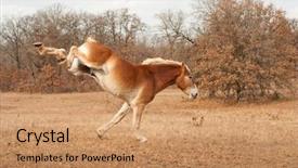  Presentation with horse - PPT theme having bucks - huge belgian draft horse running background and a coral colored foreground