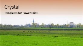  Presentation with field - Slide set consisting of bucks - roe in the field background and a lemonade colored foreground