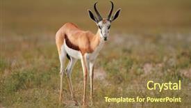  Presentation with south africa - Cool new slides with bucks - springbok antelope antidorcas marsupialis backdrop and a coral colored foreground