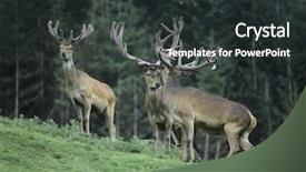  Presentation with buck - PPT theme having bucks - three buck deer background and a tawny brown colored foreground