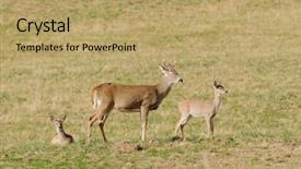  Presentation with buck - Audience pleasing PPT layouts consisting of bucks - whitetail buck with two fawns backdrop and a  colored foreground