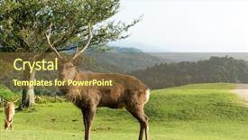  Presentation with deer - Audience pleasing PPT layouts consisting of bucks - wild deer in mountain backdrop and a tawny brown colored foreground