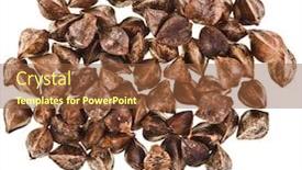  Presentation with seeds - Colorful PPT theme enhanced with buckwheat-raw-seeds-close-up backdrop and a tawny brown colored foreground