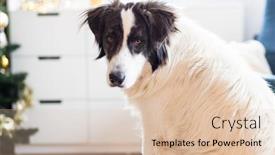  Presentation with dog - Amazing slide deck having bucovina-shepherd-dog-portrait backdrop and a lemonade colored foreground