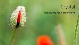  Presentation with bud - PPT layouts featuring bud from red poppy in the fields background and a yellow colored foreground