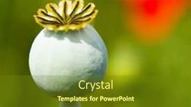  Presentation with bud - PPT layouts featuring bud from red poppy in the fields background and a tawny brown colored foreground