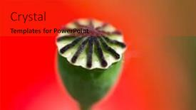  Presentation with bud - Amazing theme having bud from red poppy in the fields backdrop and a red colored foreground