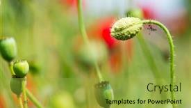  Presentation with bud - Colorful presentation theme enhanced with bud from red poppy in the fields backdrop and a yellow colored foreground