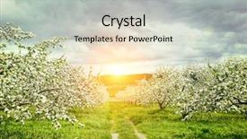  Presentation with orchard - PPT layouts enhanced with bud light - apple orchard in springtime background and a light gray colored foreground