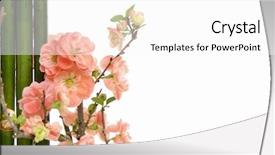  Presentation with border - Amazing slides having bud light - border of flowering branches orange backdrop and a white colored foreground