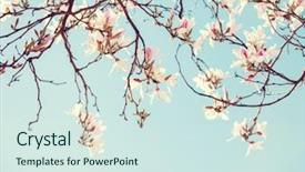  Presentation with olive tree branch ripe - Cool new PPT layouts with bud light - branches of orchid tree bauhinia backdrop and a sky blue colored foreground