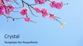  Presentation with bud - Slide set featuring bud light - branches with fresh pink flowers background and a light blue colored foreground