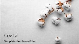  Presentation with cotton fabric - Presentation theme featuring bud light - cotton flowers on fabric top background and a light gray colored foreground