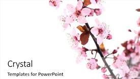  Presentation with bud - Presentation design consisting of bud light - flowering branch isolated on white background and a white colored foreground