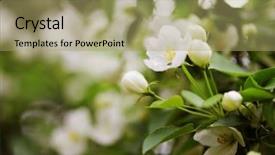  Presentation with tree spring flowers apple flowers - PPT layouts featuring bud light - flowers of apple background and a mint green colored foreground